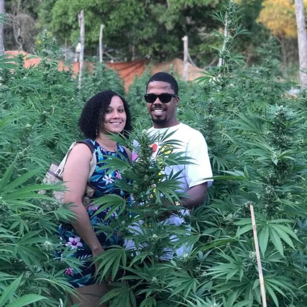 Ocho Rios Weed Farm